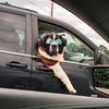 rezervoir_dog