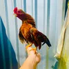 hjeunguyen_