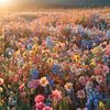 wanderingwildflower13