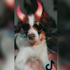 misterbombasticperruno