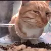 koolkat25678