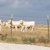 nippcattle