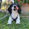 dougiethedoxie
