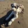 oscartheaussiedood