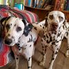 thedesertdalmatians