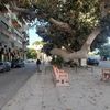 raz55_en