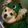 basilisk_13