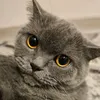 naya.the_cat