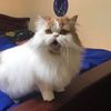 leothebosscat