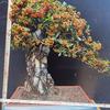 trantruybonsai