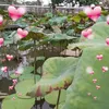 thuy.thuy1418