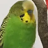 jekkosparr0