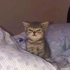 neko_des