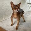 felixthe24yearoldcat