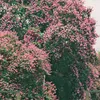 hle_211