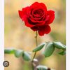 red_roses1711