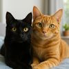 black_n_orange_duo
