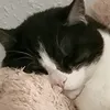 p.katze