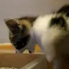 mmhhbog