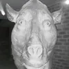 jamiepig090108
