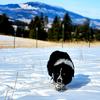 lacymountainstockdogs