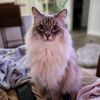 cat_vu