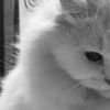 inii_biyeell