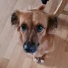 veniseantonie
