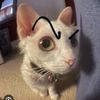 fiji.kat