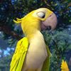vanishing.conure