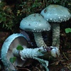 stropharia_aeruginosa_