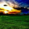 qaseh__seroja