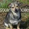 souldog._.bolle