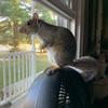 morty_the_squirrel