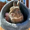 bunny_family.3