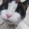 renwxz4