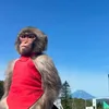 skipchestday