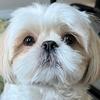 Hugh the Shih Tzu