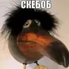 vezerettii