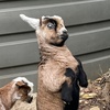 cooriecreekminigoats