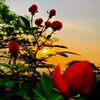 sanjit_05off