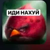 pidorr_0