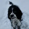 pandareadssmutt