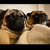 PairOfPugs