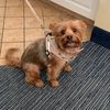 dymondtheyorkie