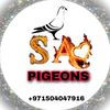 sapigeon5