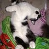 payaaww