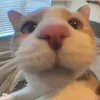 catinsoot