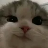 lmaohel