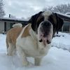thedoghousemom